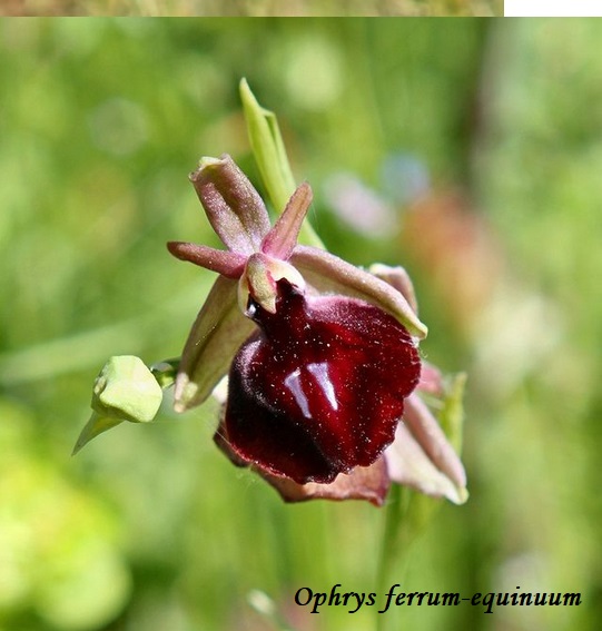 Orchidee dell''Epiro e del Peloponneso